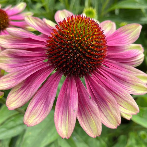 Echinacea Sweet Sandia 3 Litre